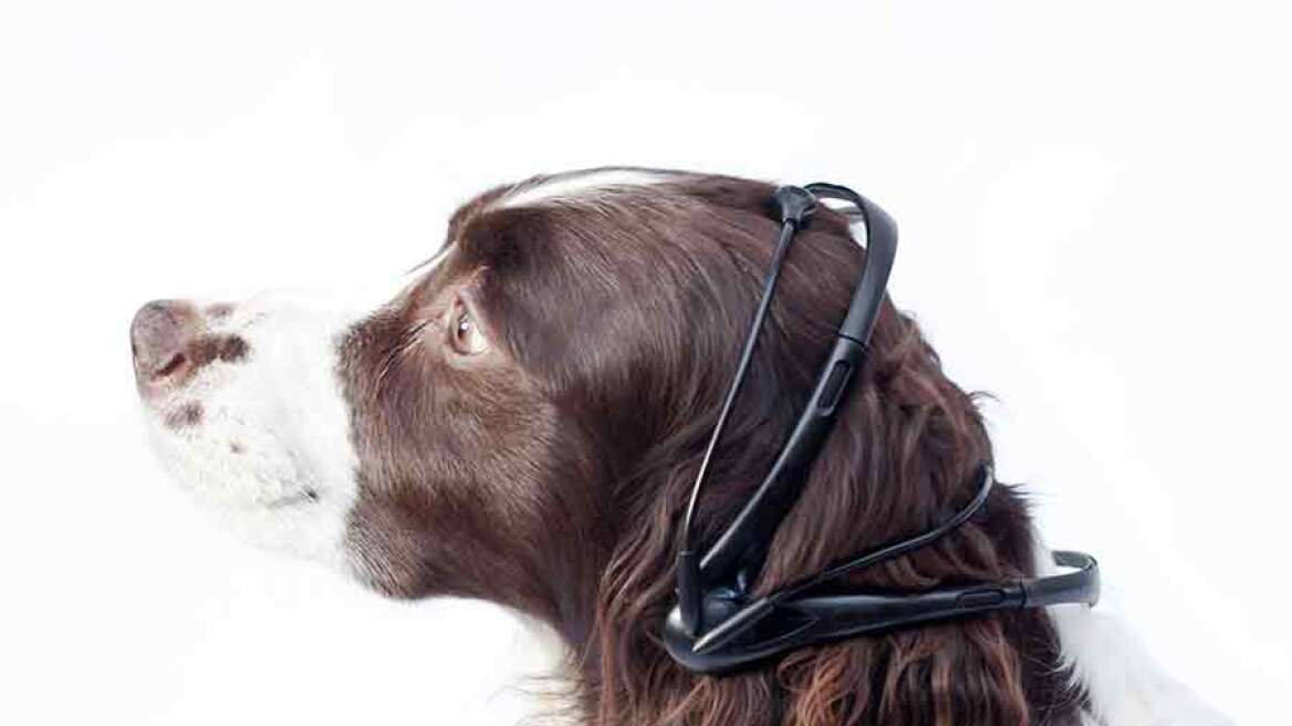Βίντεο: Η συσκευή που θα κάνει τους σκύλους σας να... μιλούν